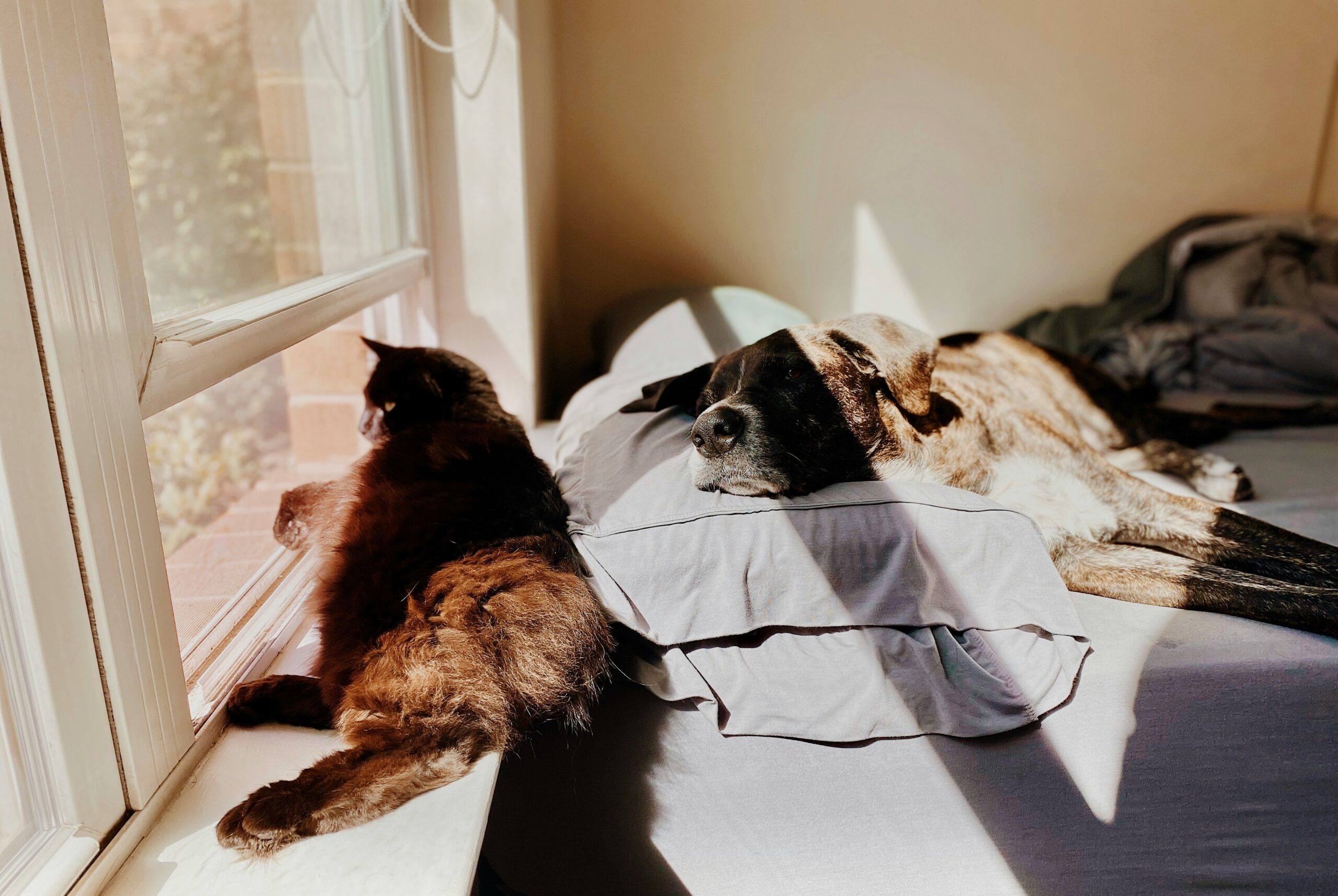 Dog and cat on bed near sunny window